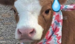 娱乐吃瓜酱素材图片高清