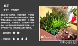 植物图鉴在线观看免费,探索自然界的绿色宝藏